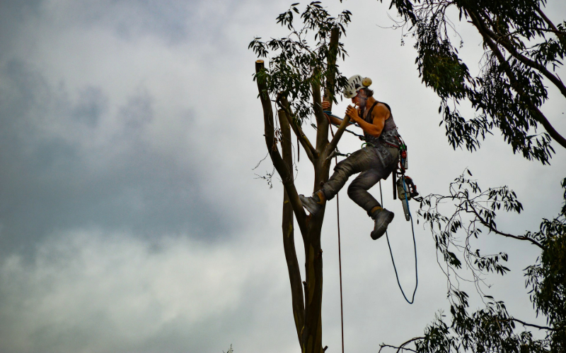 hiring the best tree arborist
