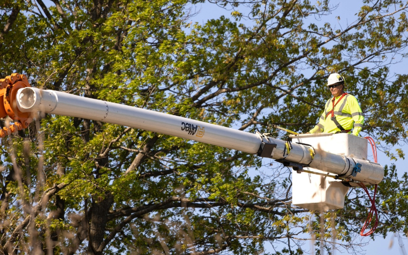 Read This Before Hiring a Tree Arborist: Must-Know Tips!